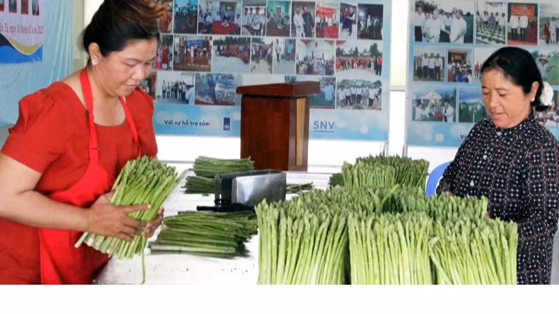 Nhờ tích cực chuyển đổi cây trồng và áp dụng tiến bộ khoa học - kỹ thuật vào sản xuất cây măng tây xanh đã đem lại thu nhập cao cho đồng bào Chăm huyện Ninh Phước, tỉnh Ninh Thuận. Ảnh: NGUYỄN TRUNG