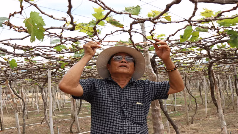 Người dân vùng dự án điện hạt nhân Ninh Thuận hướng về tương lai ảnh 3