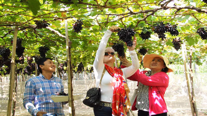 Cây nho đang được nhân rộng diện tích tại Ninh Thuận, bởi nho có giá trị kinh tế cao, đem lại thu nhập cao cho nông dân nơi đây. (Ảnh: NGUYỄN TRUNG)