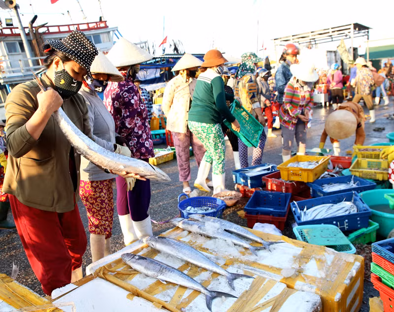 Thời tiết và diễn biến ngư trường thuận lợi cho nên từ đầu năm 2024 đến nay, ngư dân tỉnh Ninh Thuận khai thác nhiều loại hải sản có giá trị kinh tế cao.