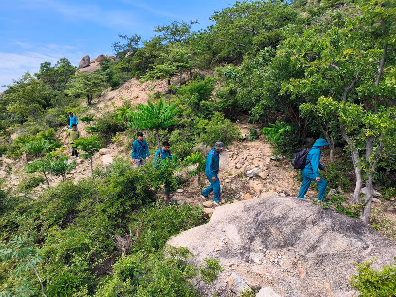 Lực lượng bảo vệ rừng tỉnh Ninh Thuận tổ chức tuần tra toàn bộ vùng rừng đang có cây bằng bằng rừng nở hoa vào mùa hè. (Ảnh: NGUYỄN TRUNG)