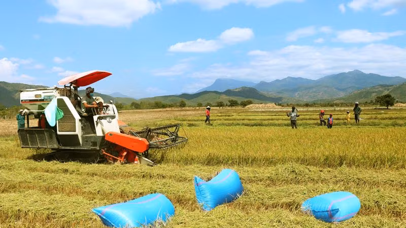 Nông dân tỉnh Ninh Thuận thu hoạch lúa vụ hè thu năm 2024 để chuẩn bị sản xuất vụ mùa đúng lịch thời vụ. (Ảnh: NGUYỄN TRUNG)