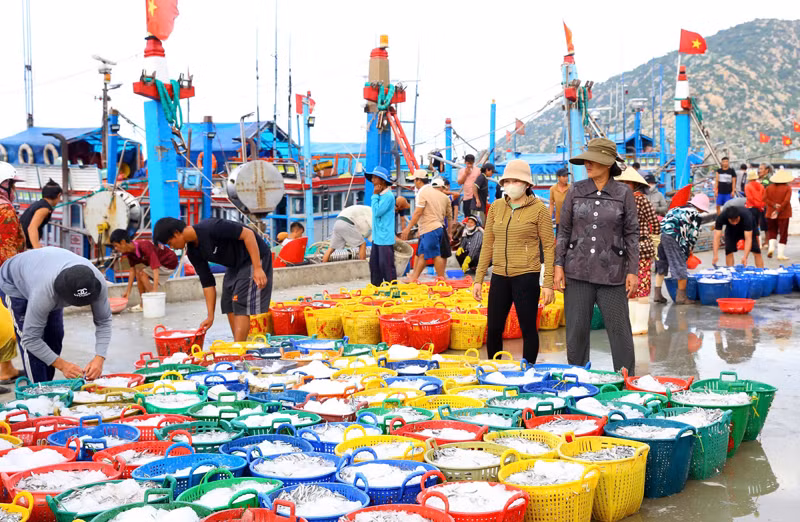 Với lợi thế về ngư trường, nguồn lợi hải sản dồi dào, ngư dân huyện Thuận Nam khai thác hàng nghìn tấn hải sản/năm, tăng cao thu nhập, đời sống ngày càng cải thiện. (Ảnh:NGUYỄN TRUNG)