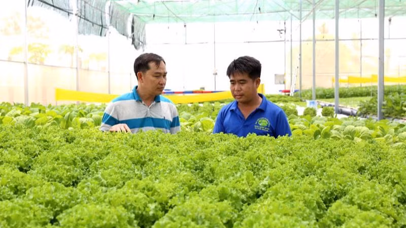 Tỉnh Ninh Thuận luôn khuyến khích nông dân trồng các loại cây màu ngắn ngày đem lại giá trị kinh tế cao. (Ảnh: NGUYỄN TRUNG)