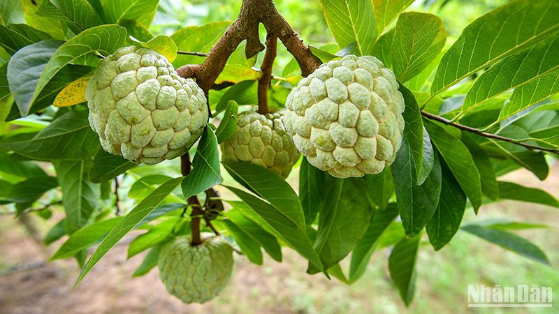 Sản phẩm na Chi Lăng của thị trấn Đồng Mỏ và xã Chi Lăng, xã Y Tịch, huyện Chi Lăng, tỉnh Lạng Sơn đạt chứng nhận sản phẩm OCOP 4 sao. (Ảnh: Thành Đạt)
