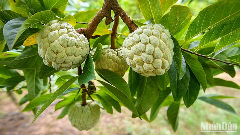 Sản phẩm na Chi Lăng của thị trấn Đồng Mỏ và xã Chi Lăng, xã Y Tịch, huyện Chi Lăng, tỉnh Lạng Sơn đạt chứng nhận sản phẩm OCOP 4 sao. (Ảnh: Thành Đạt)