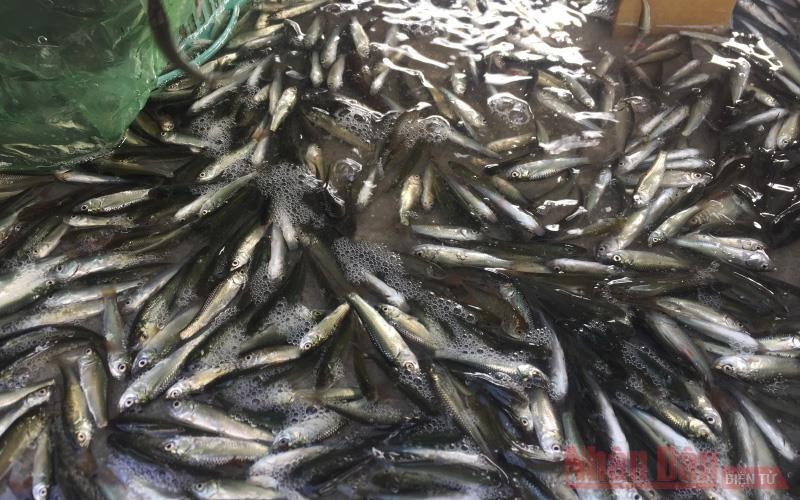 Cá linh non đã xuất hiện ở chợ cá An Giang.