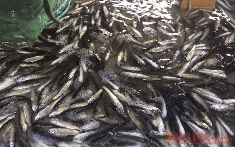 Cá linh non đã xuất hiện ở chợ cá An Giang.