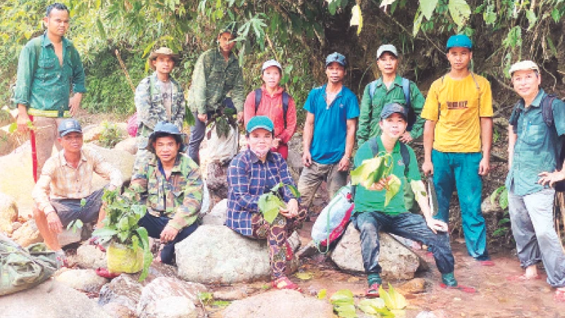 Bà con Cơ Tu tham gia bảo tồn cây thuốc nam.