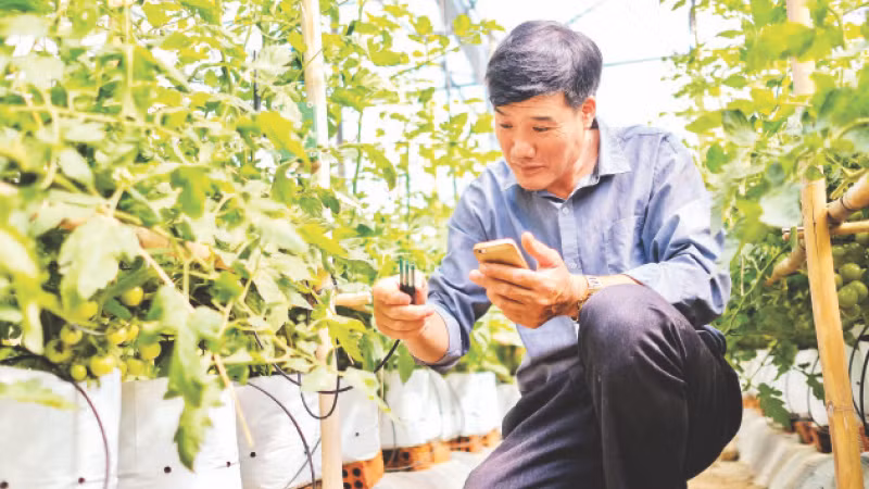 Nhà nông Bùi Ngọc Cung (huyện Đơn Dương, tỉnh Lâm Đồng) kiểm tra cảm biến đo độ ẩm tại trang trại.