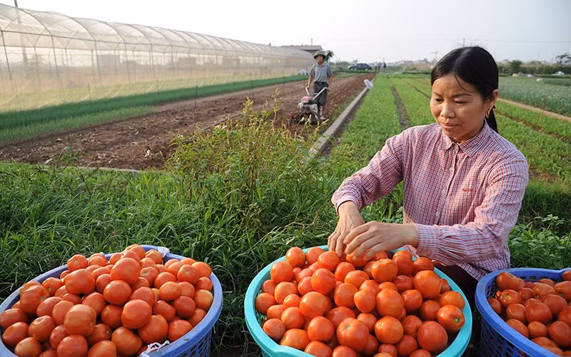 Các hợp tác xã nông nghiệp cần nâng cao năng lực cả về tư duy quản lý và phương thức sản xuất, kinh doanh.