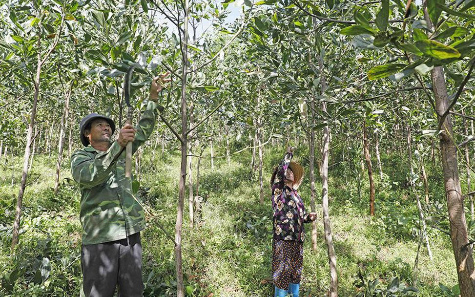 Người dân trồng keo thoát nghèo nhờ vay vốn chính sách.