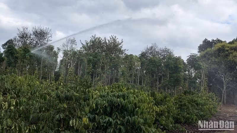 Ngoài cách tưới truyền thống trực tiếp bằng ống, nhiều người trồng cà-phê ở Đắk Lắk đã áp dụng công nghệ tưới tự động để tiết kiệm nước, thích ứng biến đổi khí hậu.