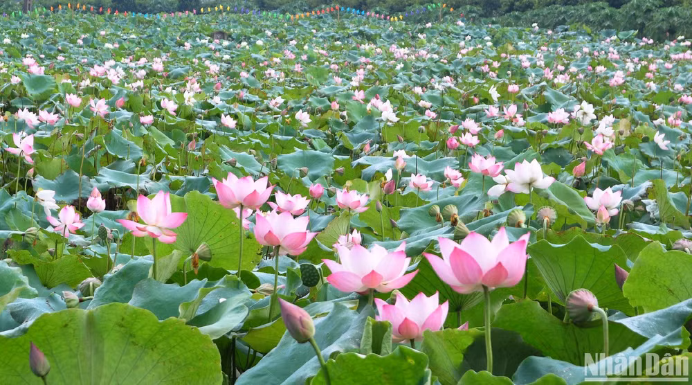 Sen super - một loài sen phổ biến được trồng rất nhiều tại đầm sen Vân Đài.