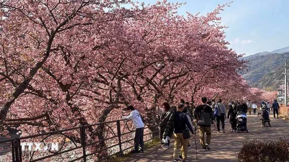 Anh đào Kawazu là giống anh đào có màu hồng nhạt và nở rộ vào đầu tháng 3.