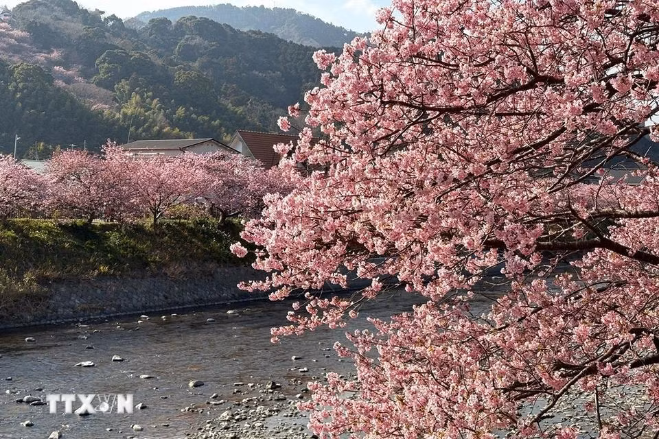 Hoa anh đào ở Kawazu nở rộ với màu hồng nhạt đặc trưng. Hoa anh đào ở Kawazu nở rộ với màu hồng nhạt đặc trưng.