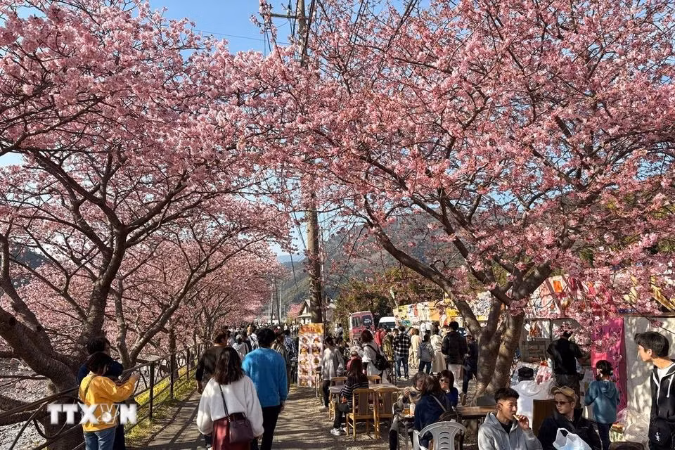 Du khách thư giãn dưới tán anh đào. Du khách thư giãn dưới tán anh đào.
