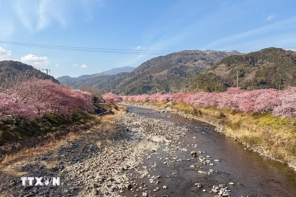 Hoa anh đào nhuộm hồng khúc sông trong thị trấn. Hoa anh đào nhuộm hồng khúc sông trong thị trấn.