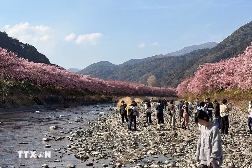 Hoa anh đào nhuộm hồng những khúc sông trong thị trấn. Hoa anh đào nhuộm hồng những khúc sông trong thị trấn.