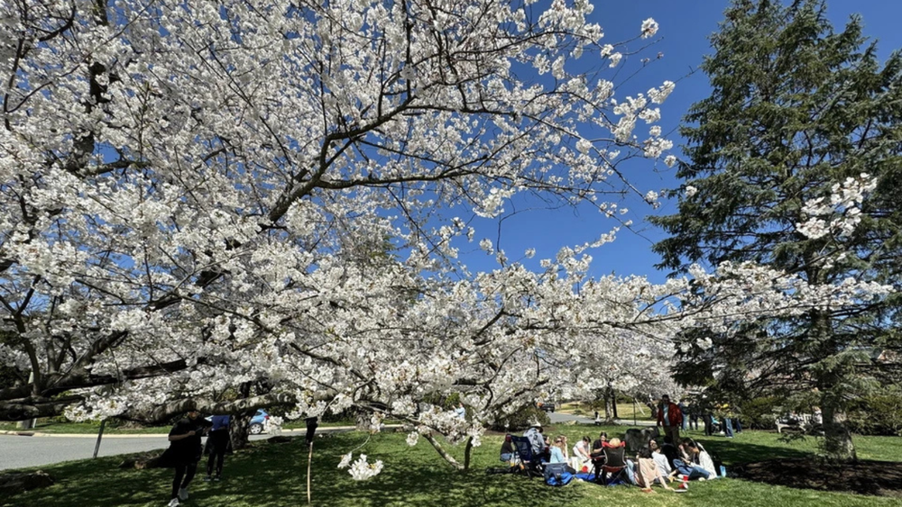 Làng hoa anh đào Kenwood ở thủ đô Washington D.C. thu hút đông đảo khách du lịch trên thế giới đến thưởng ngoạn. (Ảnh: TTXVN)