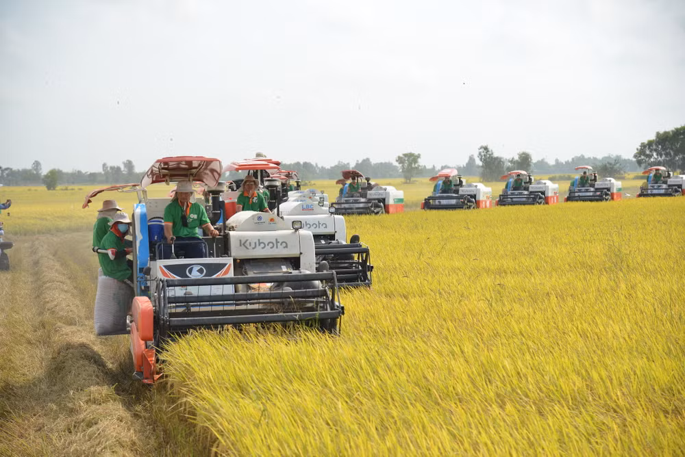 Liên kết chuỗi để phát triển bền vững ngành lúa gạo.