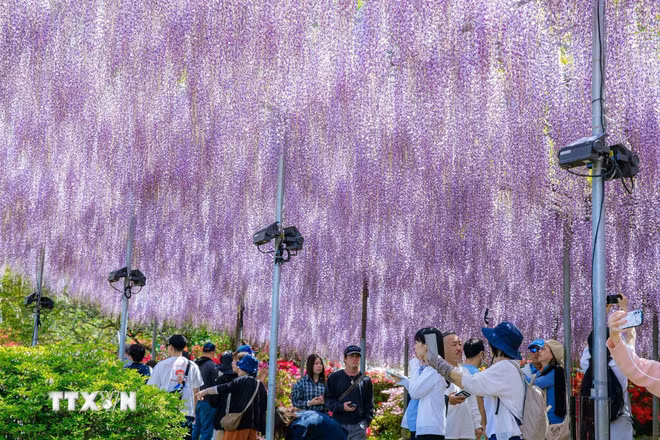 Du khách đắm chìm trong một biển hoa màu tím nhạt dịu dàng. (Ảnh: TTXVN)