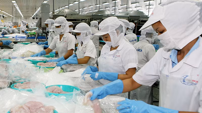 Chế biến thủy sản tại Công ty cổ phần Xuất nhập khẩu thủy sản Cần Thơ (TP Cần Thơ). (Ảnh QUỐC TUẤN) 