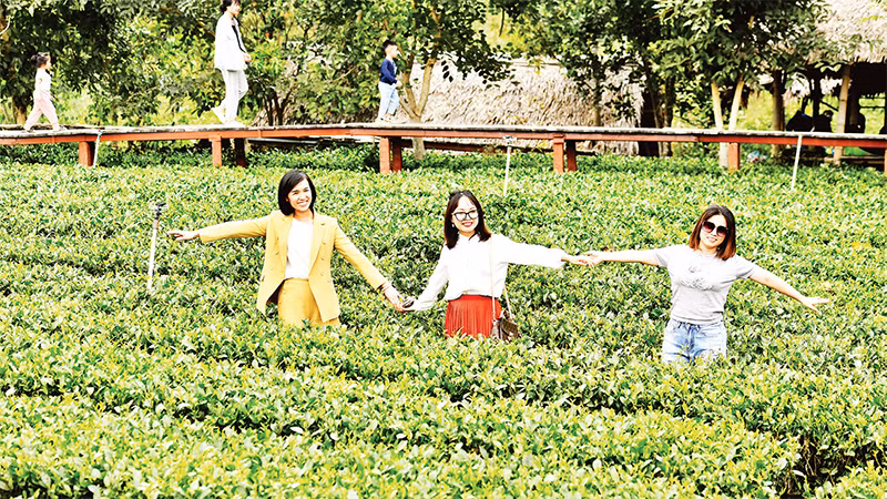Ðồi chè hữu cơ mang đến cho du khách không khí mát lành. Ðồi chè hữu cơ mang đến cho du khách không khí mát lành.