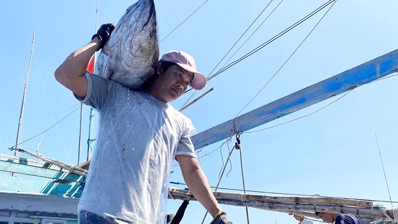 Ngư dân thị xã Hoài Nhơn (Bình Ðịnh) chuyển cá ngừ đại dương từ khoang tàu lên bờ sau chuyến khai thác. (Ảnh LÊ PHƯỚC NGỌC) 