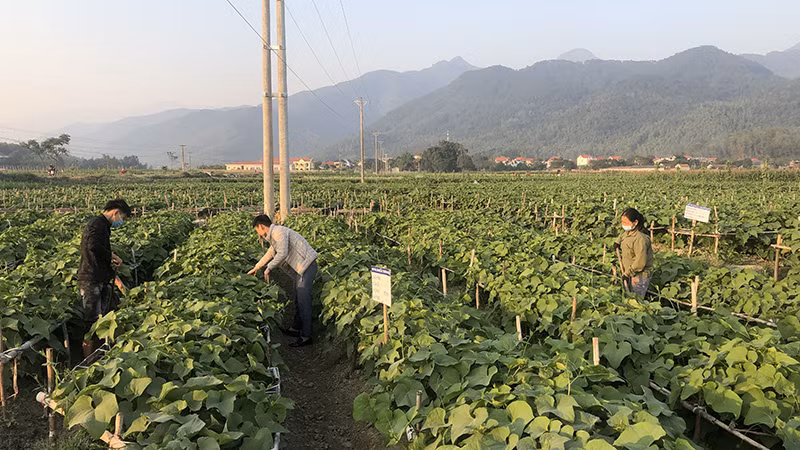 Sản xuất rau su su tại tỉnh Vĩnh Phúc. 