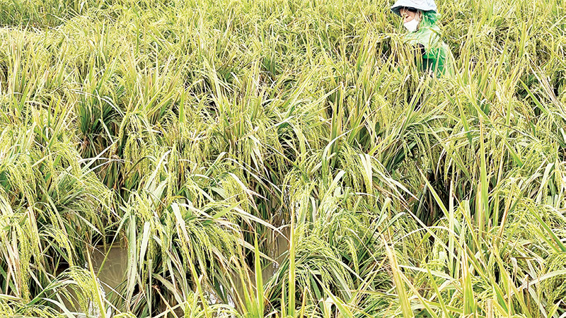 Nông dân huyện Quốc Oai dựng lại lúa bị gãy đổ. 