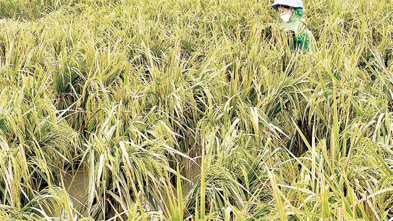 Nông dân huyện Quốc Oai dựng lại lúa bị gãy đổ. 