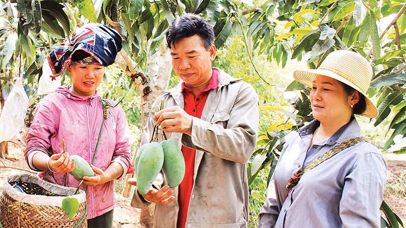 Người trồng xoài Yên Châu trao đổi kỹ thuật thu hái phục vụ cho nhà máy chế biến nông sản và hoạt động xuất khẩu. 