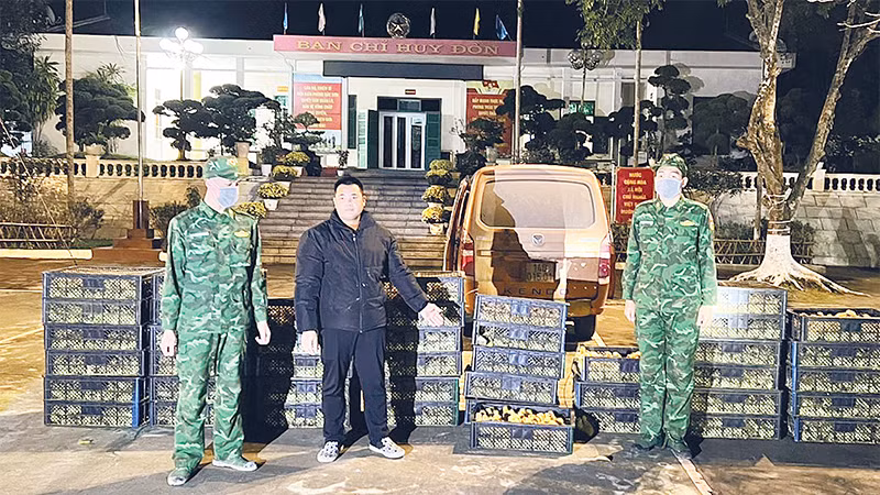 Ðồn Biên phòng Bắc Sơn phối hợp Phòng phòng chống ma túy và tội phạm (Bộ Chỉ huy Bộ đội Biên phòng Quảng Ninh) bắt giữ đối tượng vận chuyển trái phép gần 6.000 con gia cầm giống ngày 27/2/2024. 