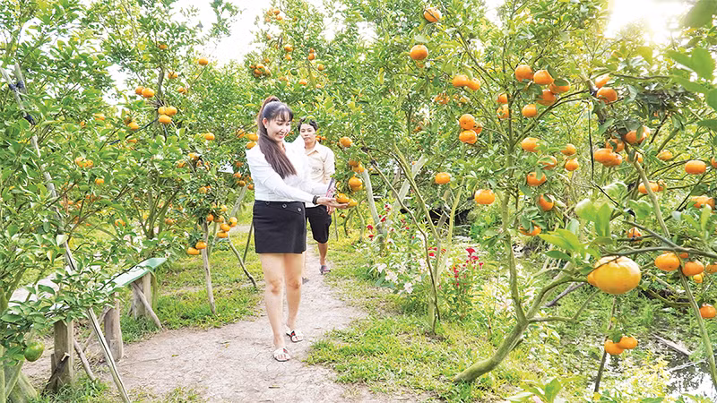 Du khách tham quan một vườn quýt hồng ở Lai Vung. 