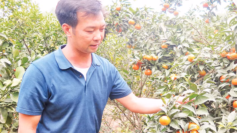 Người dân thôn Ba Nàng, xã Cai Kinh, huyện Hữu Lũng chăm sóc cây cam đường canh, đem lại hiệu quả kinh tế cao trên đất vườn đồi. 