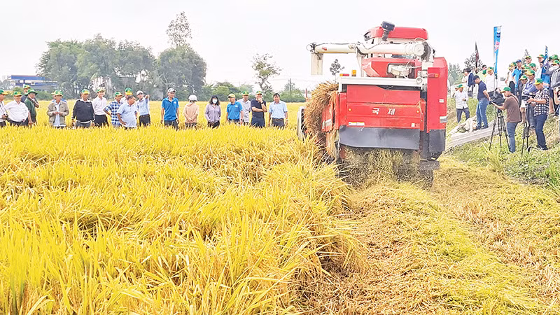 Thu hoạch lúa canh tác theo mô hình sản xuất thông minh ở xã Vị Trung, huyện Vị Thủy, tỉnh Hậu Giang. (Ảnh Phùng Dũng) 