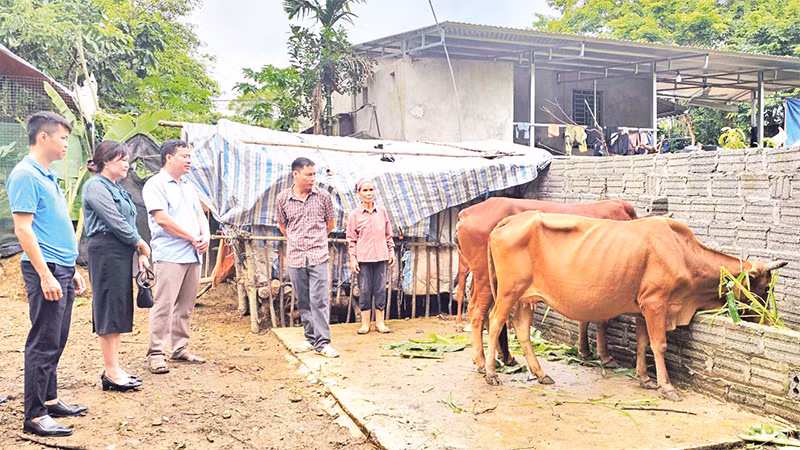 Nguồn vốn tín dụng chính sách giúp anh Ðinh Tiến Luyện, ở xóm Ðình, xã Thượng Long, huyện miền núi Yên Lập nuôi bò sinh sản kết hợp chăn nuôi lợn, gà, vươn lên thoát nghèo. 