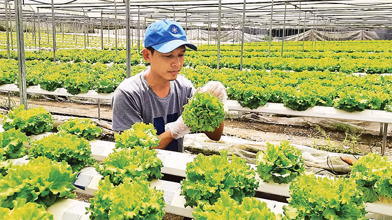 Nông dân huyện Củ Chi ứng dụng công nghệ cao trong trồng rau. 