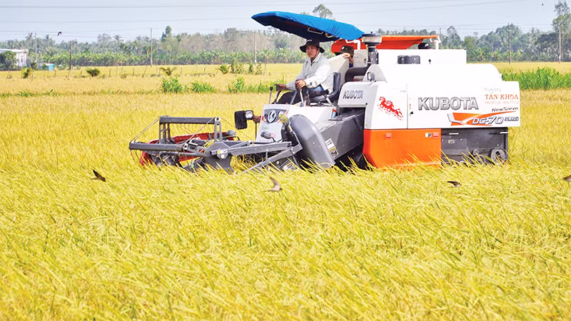 Thu hoạch lúa ST25, giống lúa cho gạo ngon nhất thế giới, theo mô hình canh tác xanh tại tỉnh Sóc Trăng. (Ảnh Nguyễn Phong) 