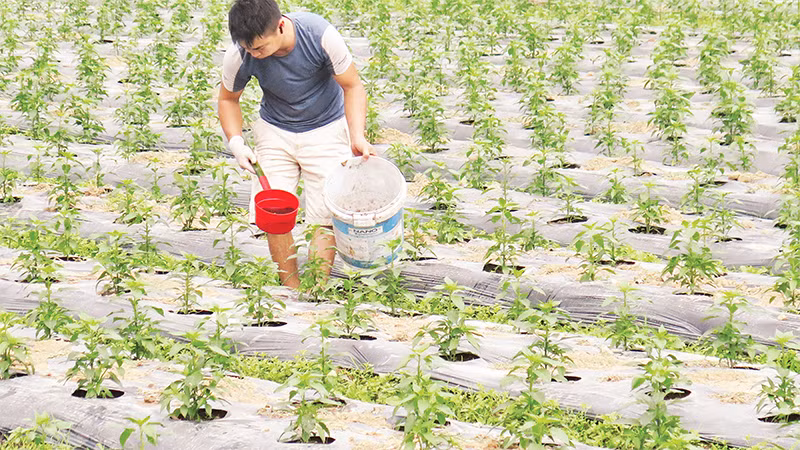 Người dân ở thôn Hợp Nhất, Nhân Lý, Chi Lăng (Lạng Sơn) chăm sóc cây ớt vụ xuân. 