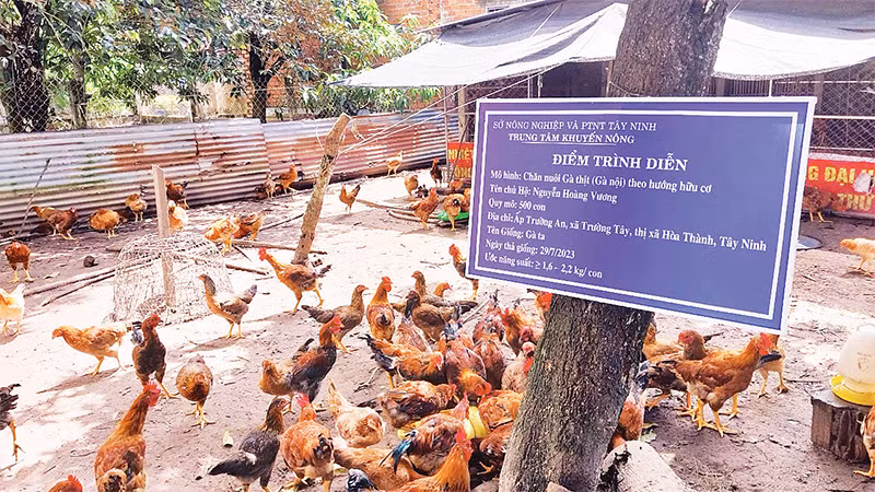 Ðiểm trình diễn nuôi gà thịt theo hướng hữu cơ ở tỉnh Tây Ninh. 