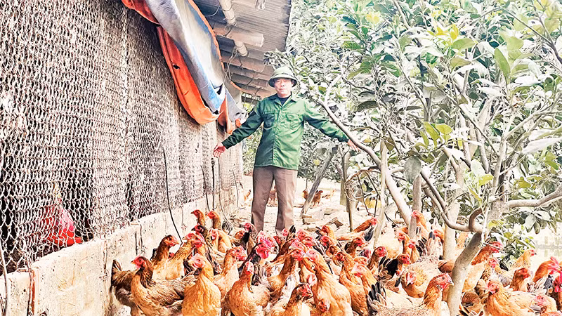 Anh Ðoàn Văn Thanh chăm sóc đàn gà đến ngày chuẩn bị xuất chuồng. 