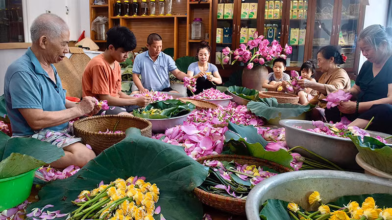 Ướp trà sen bách diệp là một nét văn hóa đặc biệt của vùng đất Tây Hồ. (Ảnh LƯU HIỀN)