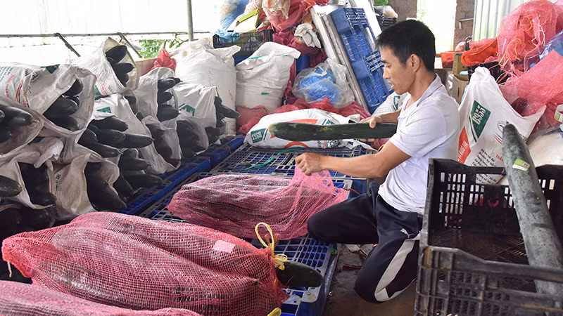 Ðóng gói nông sản tại Hợp tác xã rau an toàn Tự Nhiên, xã Ðông Sang, huyện Mộc Châu, tỉnh Sơn La. (Ảnh TUỆ NGHI) 