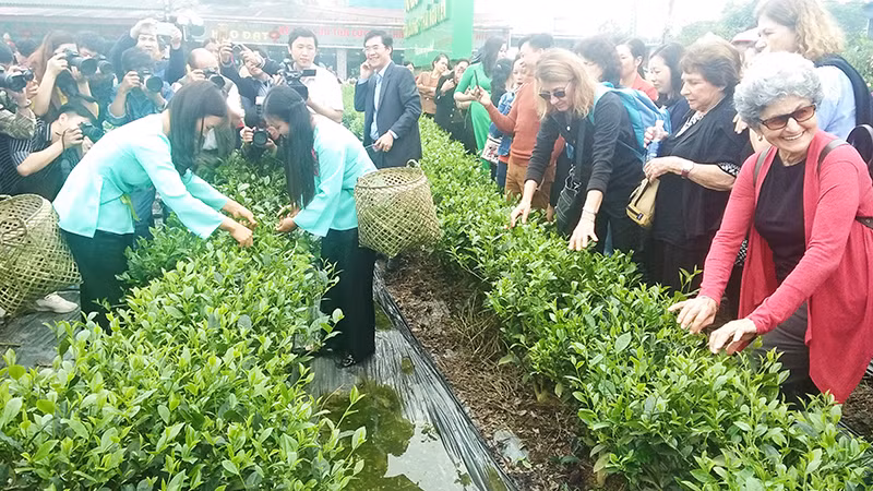 Khách du lịch quốc tế trải nghiệm vùng chè đặc sản Tân Cương. 