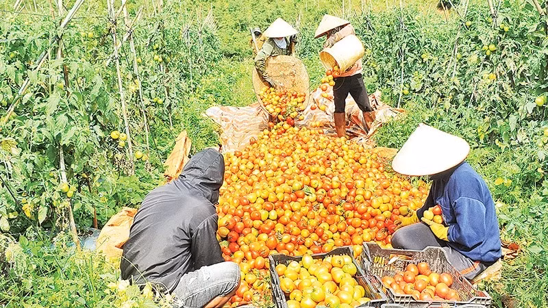 Nhiều doanh nghiệp cho rằng đối với ngành hàng nông sản, việc công bố hợp quy và chứng nhận quy chuẩn đang là một gánh nặng cho các doanh nghiệp.