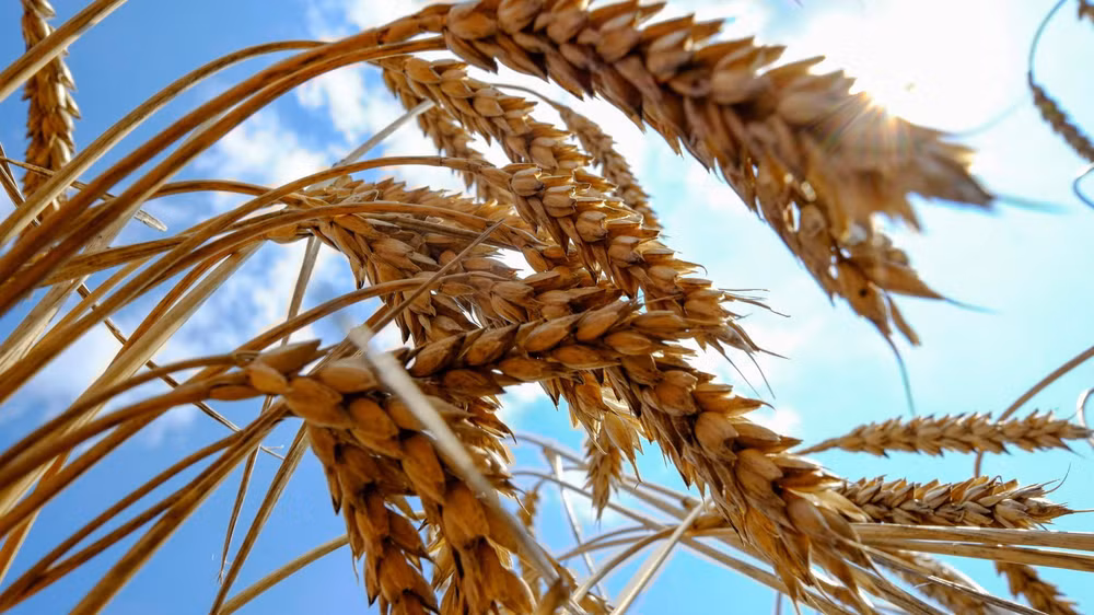 (Ảnh minh họa: Reuters)