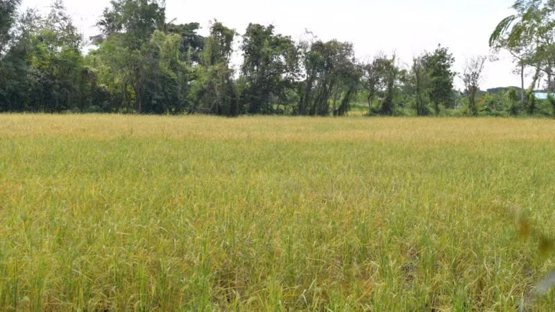 Cánh đồng lúa ở tỉnh Khon Kaen, vùng Đông Bắc Thái Lan. (Ảnh: ĐINH TRƯỜNG)
