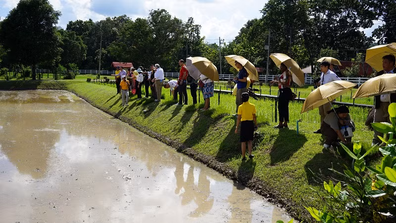 Các nhà báo và nhà ngoại giao quốc tế tham quan một trung tâm nghiên cứu lúa gạo ở tỉnh Sakon Nakhon, Thái Lan.